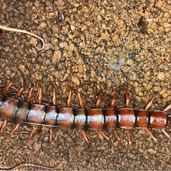 ホワイトビアードセンチピード CBベビー1匹 条件付き死着保証有り 奇蟲 蟲 虫 ムカデ センチピード バードイーター タランチュラ サソリ スコーピオンの画像