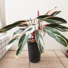 中株 5号鉢 カラテア ストロマンテ トリオスター 2 観葉植物...