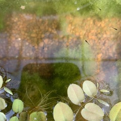 黒めだか　稚魚

