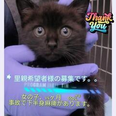 里親募集中　黒猫1.5ヶ月