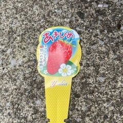 あきひめ　いちご🍓の画像