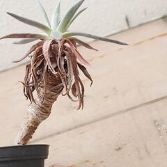 ダドレア ハイブリッド株　SP 幹立ち 1頭 観葉植物 ガーデニング 多肉植物の画像