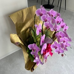 【早い者勝ち！！】【お祝い】胡蝶蘭の画像