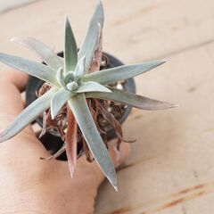 ダドレア ハイブリッド株　SP 幹立ち 1頭 観葉植物 ガーデニング 多肉植物の画像