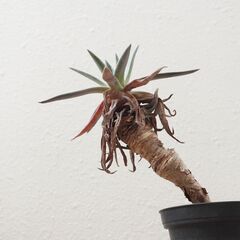 ダドレア ハイブリッド株　SP 幹立ち 1頭 観葉植物 ガーデニング 多肉植物の画像