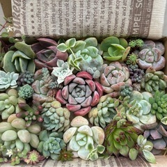 多肉植物 韓国苗 ピンクスポット入り モリモリ詰合せ 寄せ植えセット