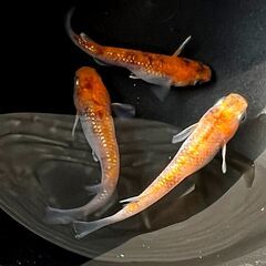 『三色ラメ』３匹 若魚 メダカ めだか