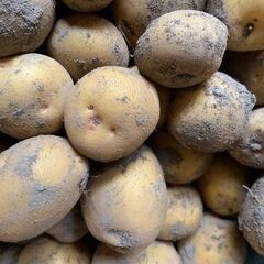 無農薬　新じゃがいも　5キロ