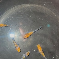 三色サファア　　1ペア　(三色ラメ幹之サファイア系)(種親 作出者 静楽庵様から購入個体直系)おまけあり❗️の画像