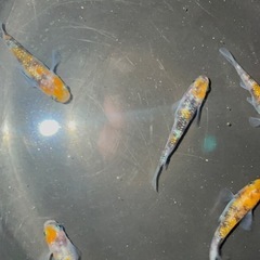 三色サファア　　1ペア　(三色ラメ幹之サファイア系)(種親 作出者 静楽庵様から購入個体直系)おまけあり❗️の画像