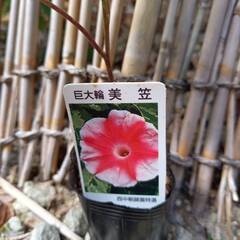 美笠 巨大輪咲き朝顔 ラベル有り 西中朝顔園特選株の画像