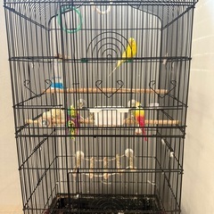 セキセイインコの家族を探しています