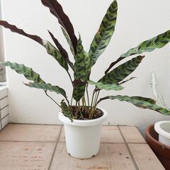 中株 カラテア ランキフォリア インシグニス 2 観葉植物 ガー...