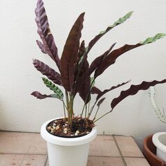 中株 カラテア ランキフォリア インシグニス 2 観葉植物 ガーデニング 熱帯植物の画像