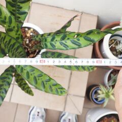 中株 カラテア ランキフォリア インシグニス 2 観葉植物 ガーデニング 熱帯植物の画像
