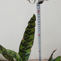 中株 カラテア ランキフォリア インシグニス 2 観葉植物 ガーデニング 熱帯植物の画像