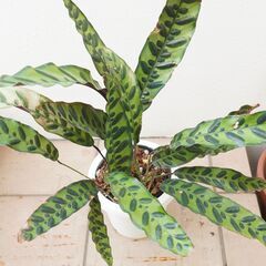 中株 カラテア ランキフォリア インシグニス 2 観葉植物 ガーデニング 熱帯植物の画像