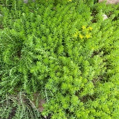 万年草