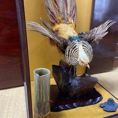 錦鶏鳥 剥製の画像