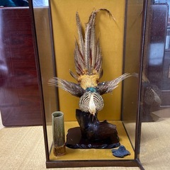 錦鶏鳥 剥製の画像