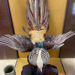 錦鶏鳥 剥製の画像