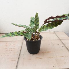 カラテア ランキフォリア インシグニス 3　観葉植物 ガーデニン...