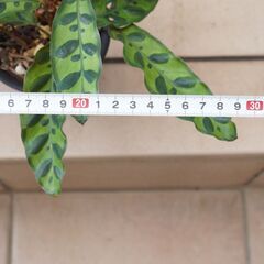 カラテア ランキフォリア インシグニス 3　観葉植物 ガーデニング 熱帯植物の画像