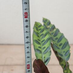 カラテア ランキフォリア インシグニス 3　観葉植物 ガーデニング 熱帯植物の画像