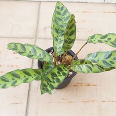 カラテア ランキフォリア インシグニス 3　観葉植物 ガーデニング 熱帯植物の画像