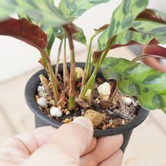 カラテア ランキフォリア インシグニス 3　観葉植物 ガーデニング 熱帯植物の画像