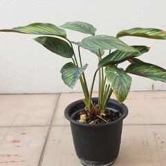カラテア　ビューティースター 観葉植物 ガーデニング 熱帯植物