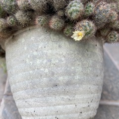 サボテン🌵の画像