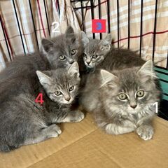 グレー系子猫　4姉妹　長毛2+短毛2