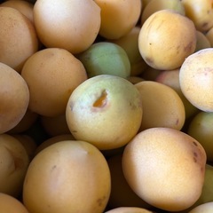 完熟梅　大粒　3L4L　ジャムなどに！難ありの画像