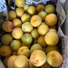 完熟梅　大粒　3L4L　ジャムなどに！難あり