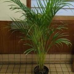 アレカヤシ　１３０センチ　観葉植物