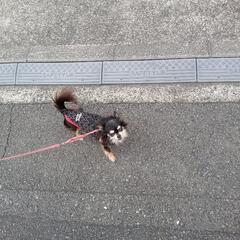 草引きします！