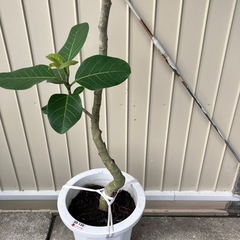 観葉植物　フィカス　アルテシマ　グリーンの画像