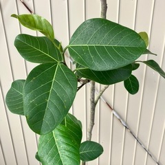 観葉植物　フィカス　アルテシマ　グリーンの画像
