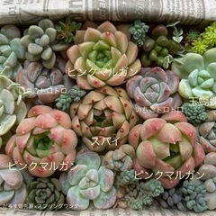 多肉植物 韓国苗 ピンク系 ピンクマルガン3苗入り モリモリ詰合...