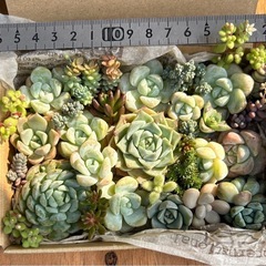 多肉植物 韓国苗 ブルー系 ヘレナ入り モリモリ詰合せ 寄せ植えセットの画像
