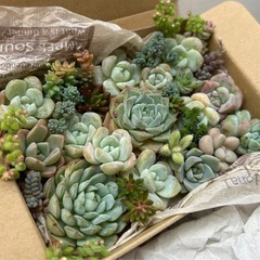 多肉植物 韓国苗 ブルー系 ヘレナ入り モリモリ詰合せ 寄せ植えセットの画像