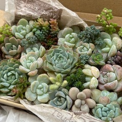 多肉植物 韓国苗 ブルー系 ヘレナ入り モリモリ詰合せ 寄せ植えセットの画像