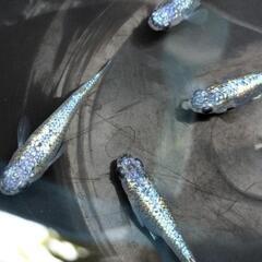 ネプチューン　めだか　卵、針子、稚魚、幼魚の画像