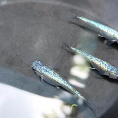 ネプチューン　めだか　卵、針子、稚魚、幼魚の画像