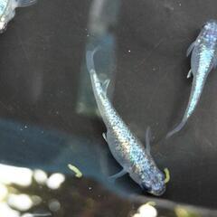 ネプチューン　めだか　卵、針子、稚魚