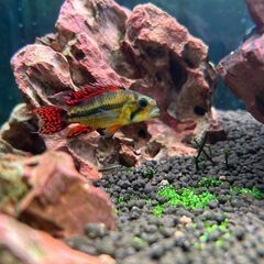 （売却済み）熱帯魚の稚魚【アピストグラマ】まとめ売り