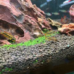 （売却済み）熱帯魚の稚魚【アピストグラマ】まとめ売りの画像