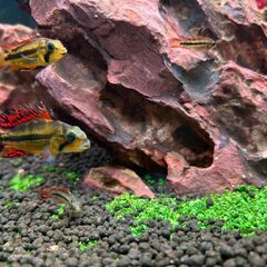 （売却済み）熱帯魚の稚魚【アピストグラマ】まとめ売りの画像