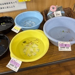 めだか、メダカの画像